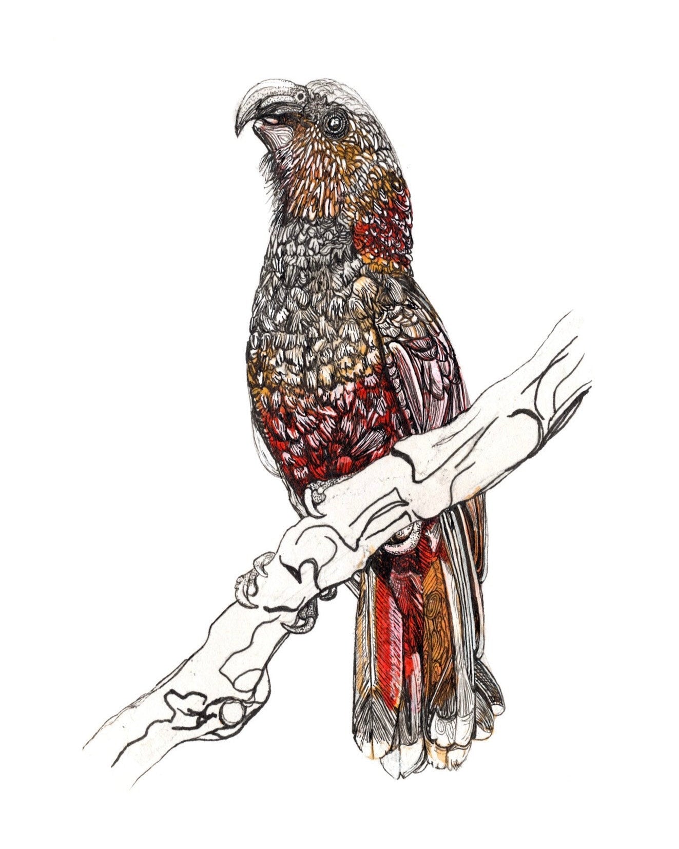 Lara Mumby-Croft - Kaka