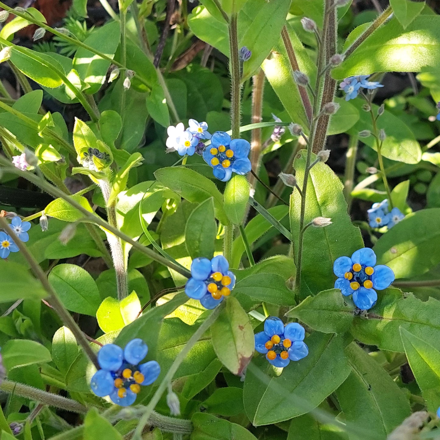 Selma Rainey - Art Glass Mini Stems - Forget Me Nots